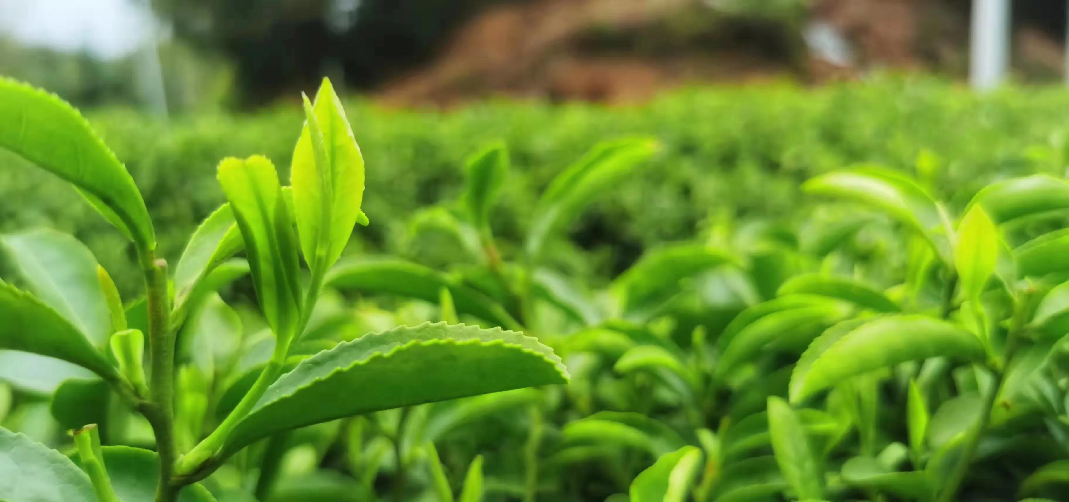 富硒黄金茶价格