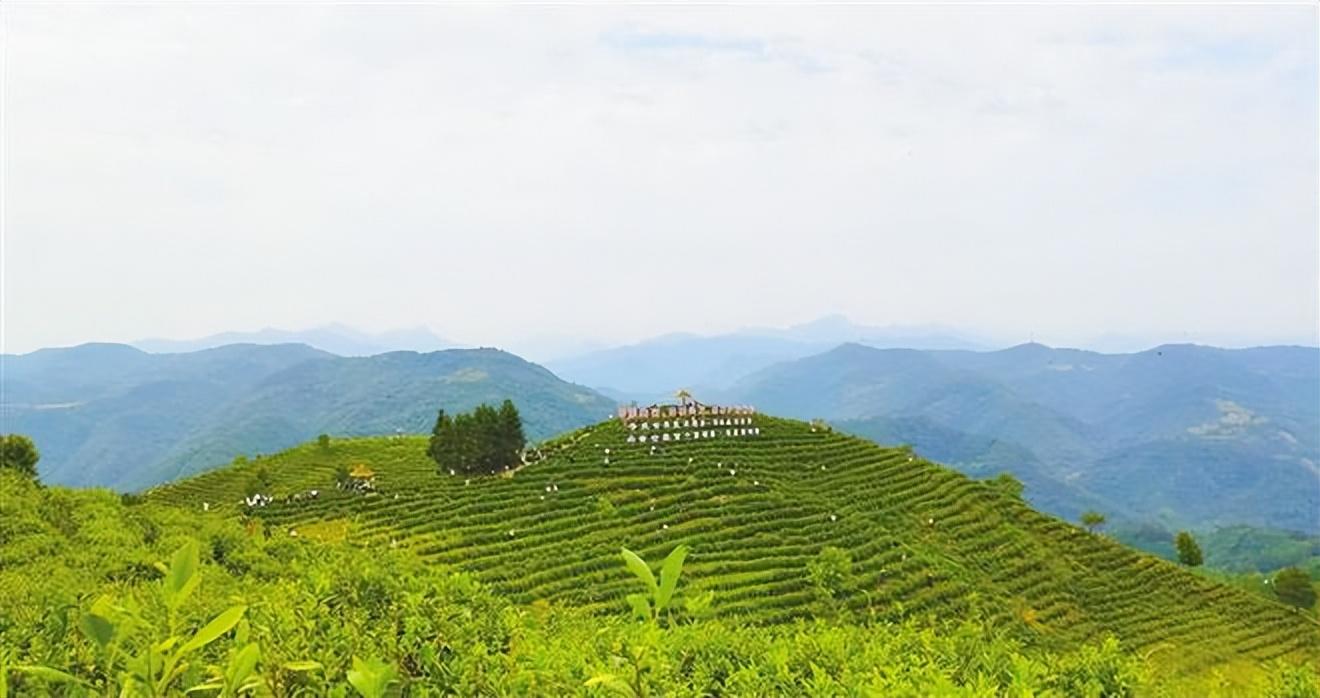 陕西大贵富硒茶