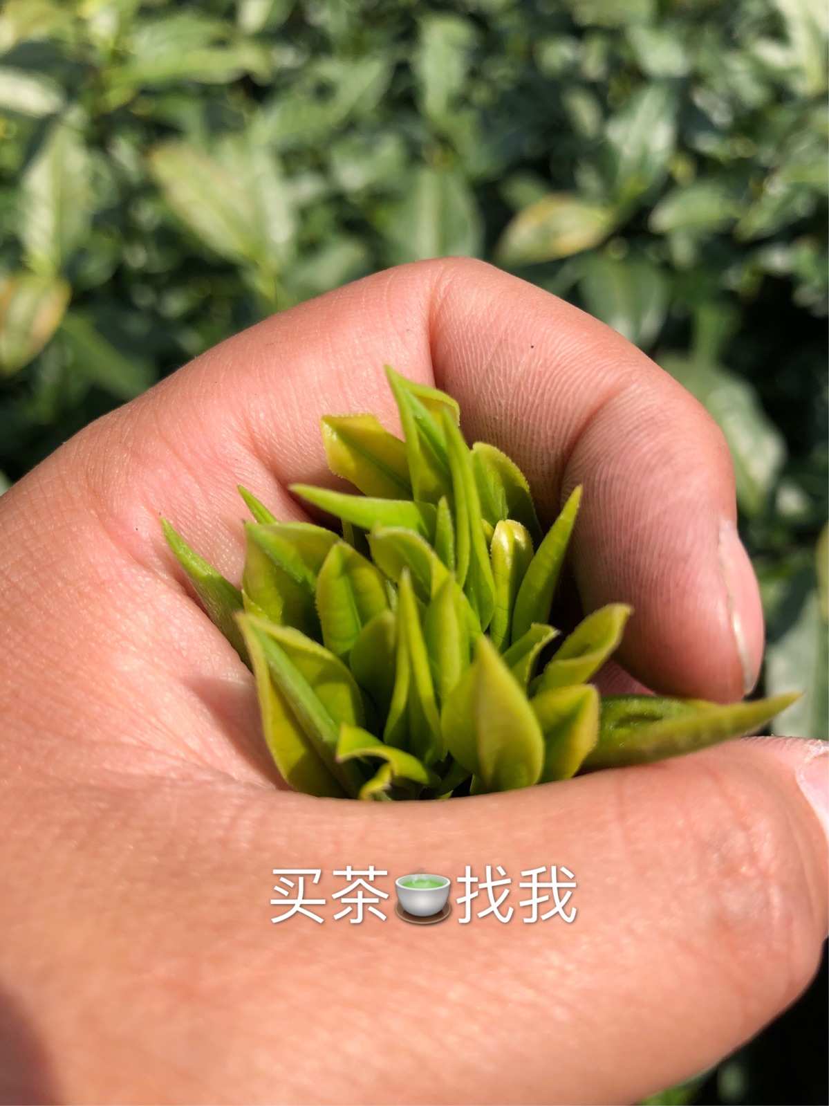 紫阳富硒茶招牌