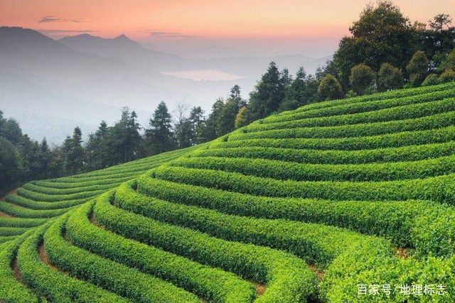 陕西富硒茶品牌