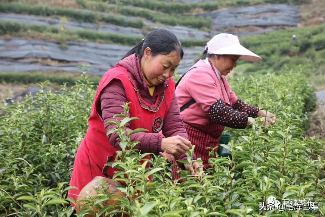 富硒茶形状扁平