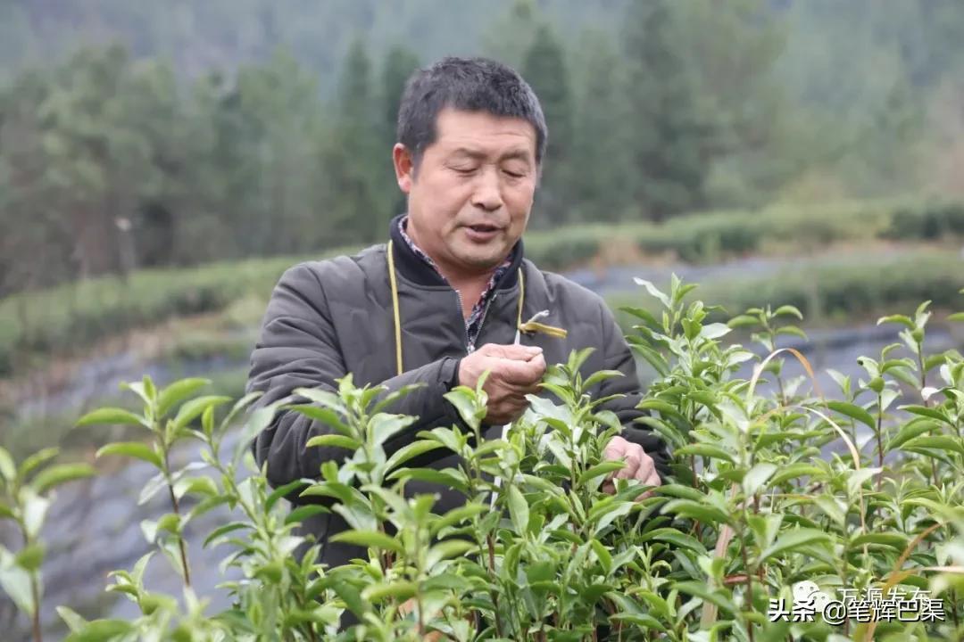 富硒茶形状扁平