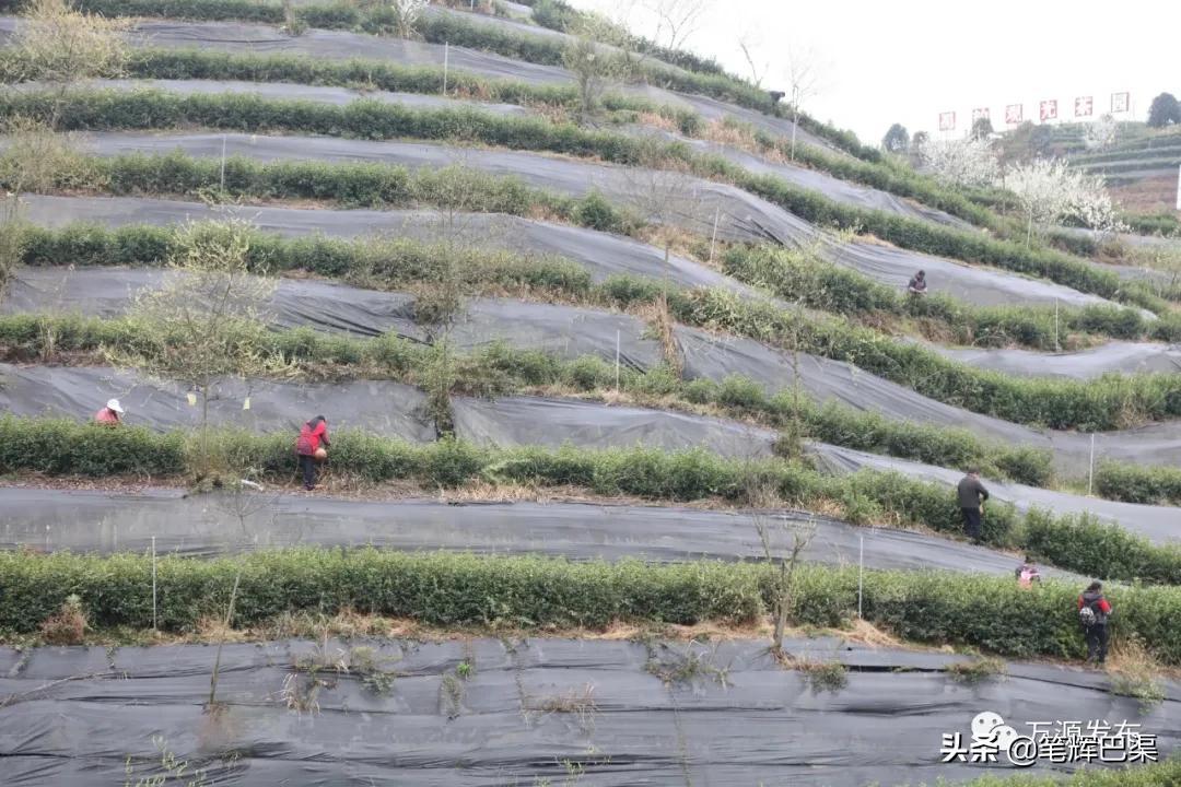 富硒茶形状扁平