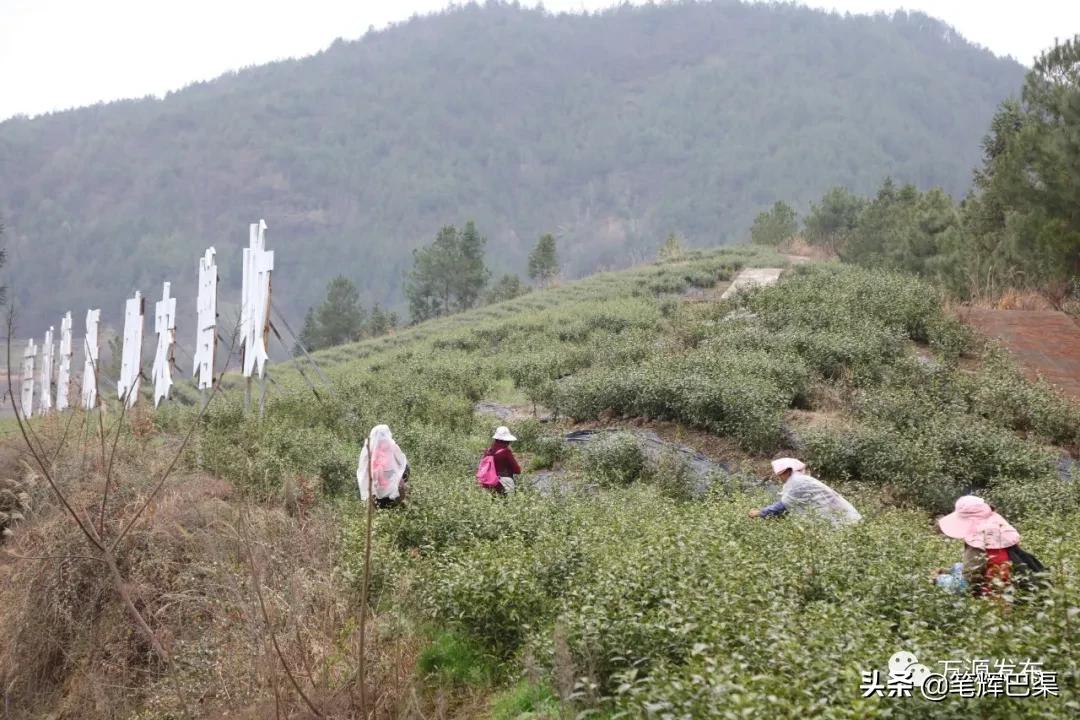 富硒茶形状扁平