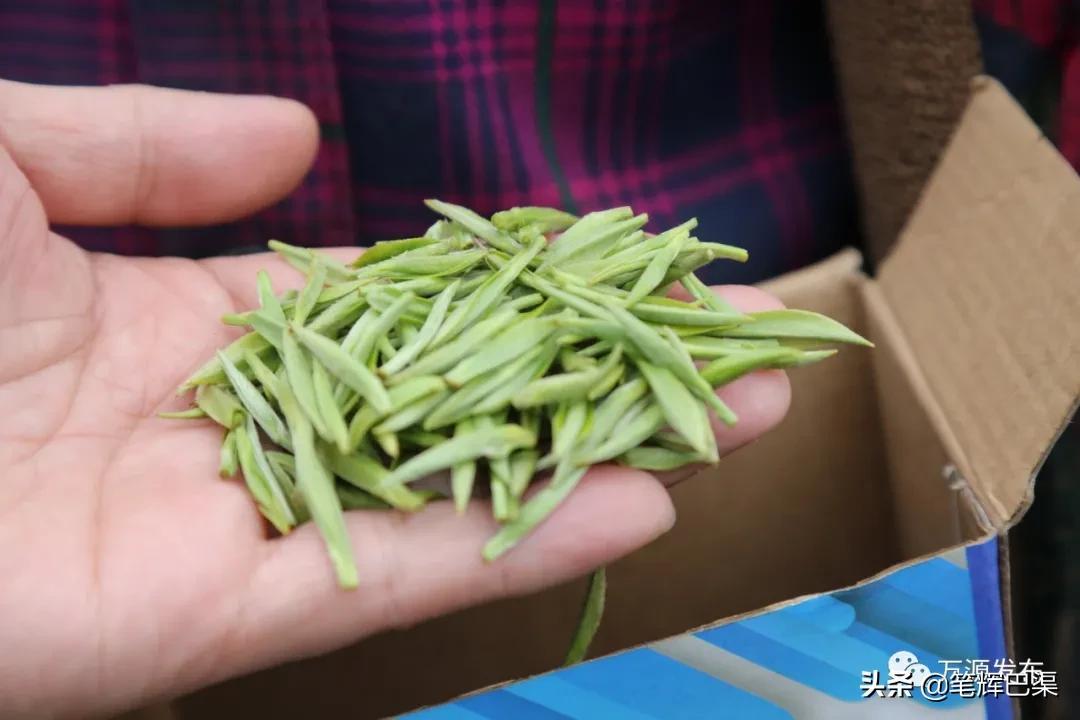 富硒茶形状扁平