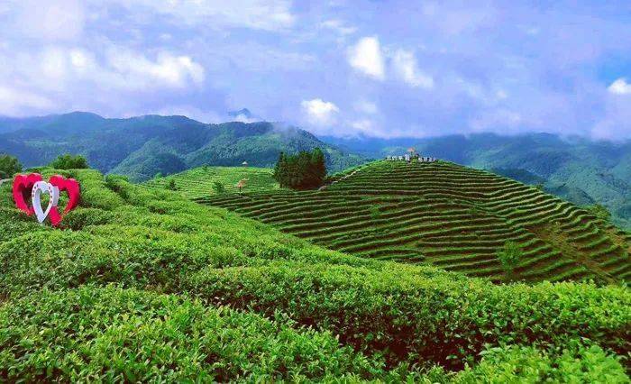 石台富硒茶香气