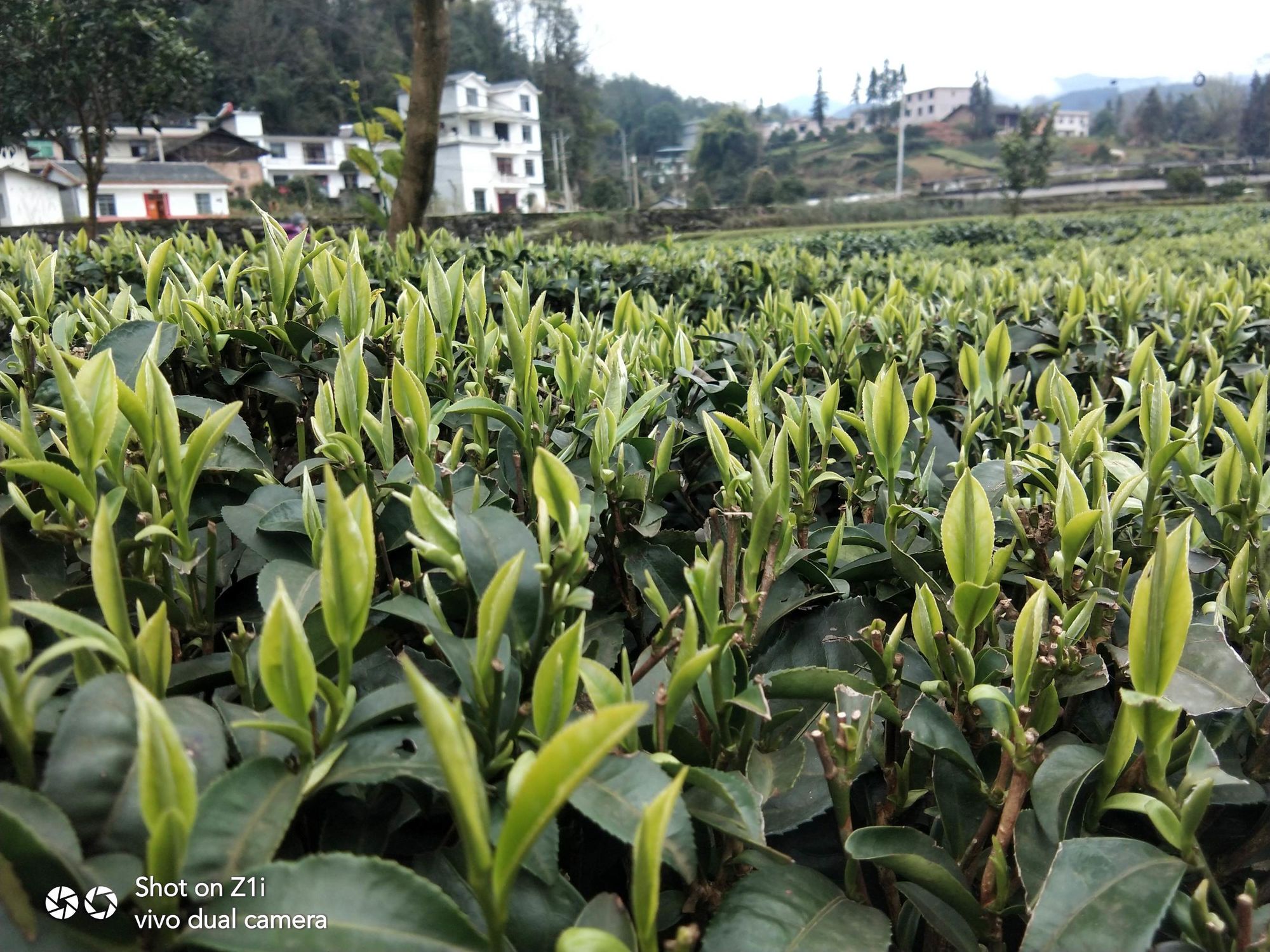 富硒茶产量多少