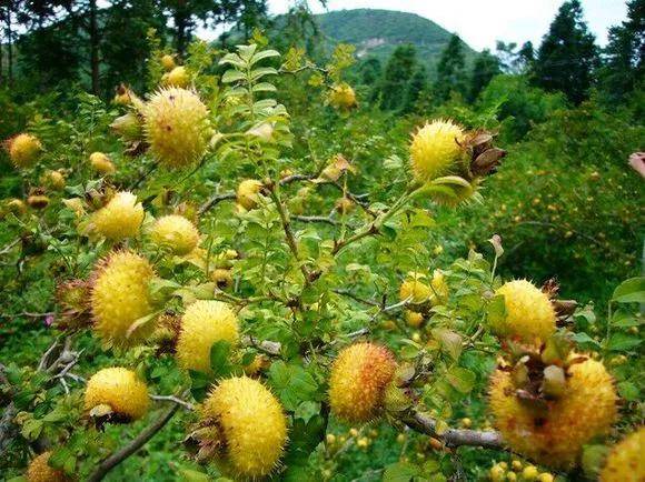 高山富硒野放茶