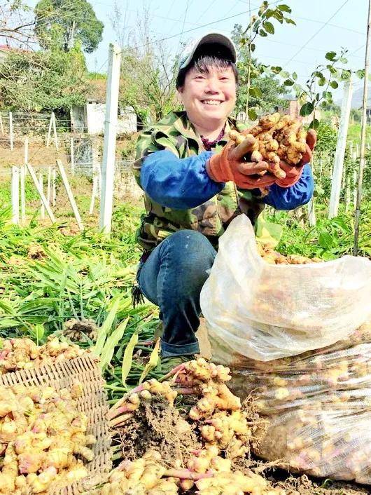 高山富硒野放茶