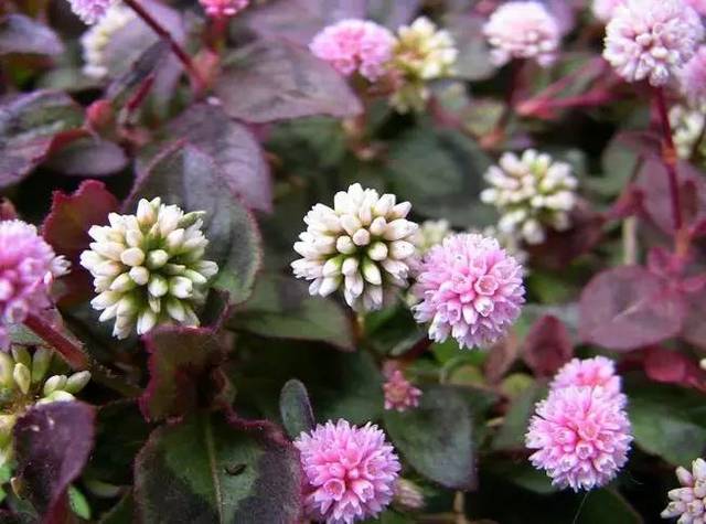 高山富硒野放茶