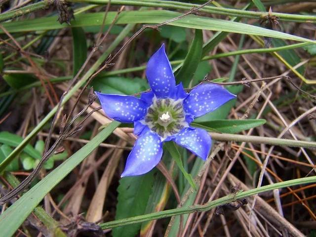 高山富硒野放茶