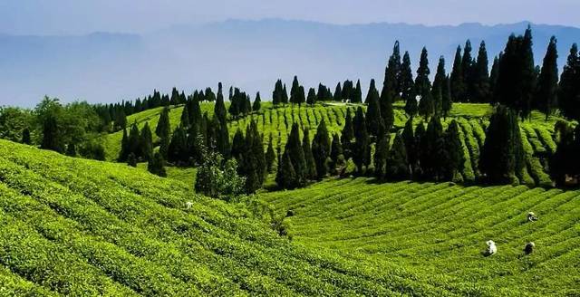 高山富硒野放茶