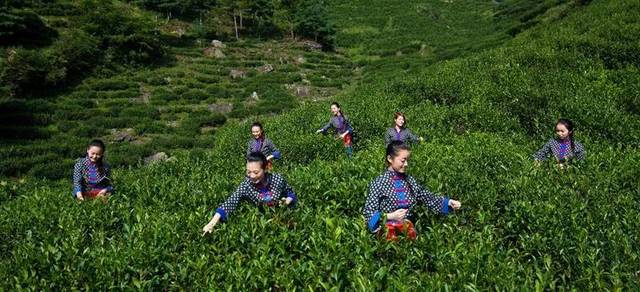 高山富硒野放茶