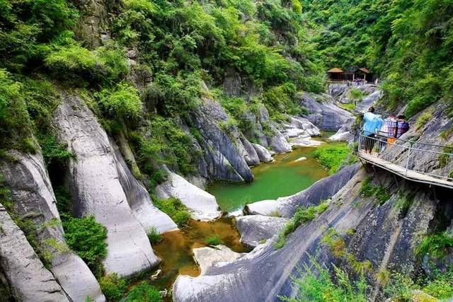 高山富硒野放茶