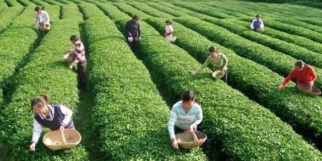 高山富硒野放茶