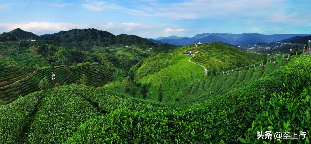 湖北富硒茶好喝