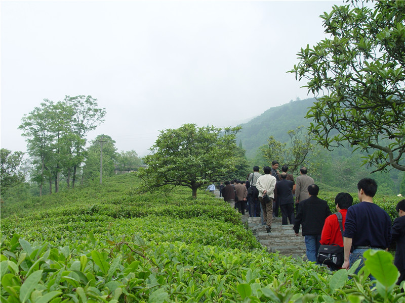 紫阳茶叶加盟