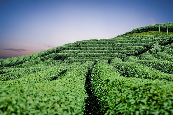 武汉天然富硒茶