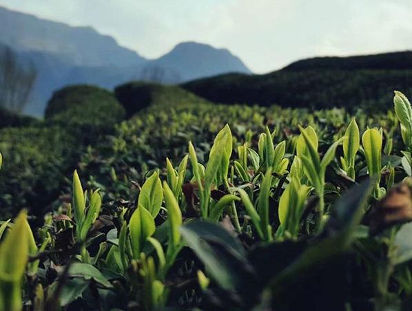 紫阳富硒茶起源