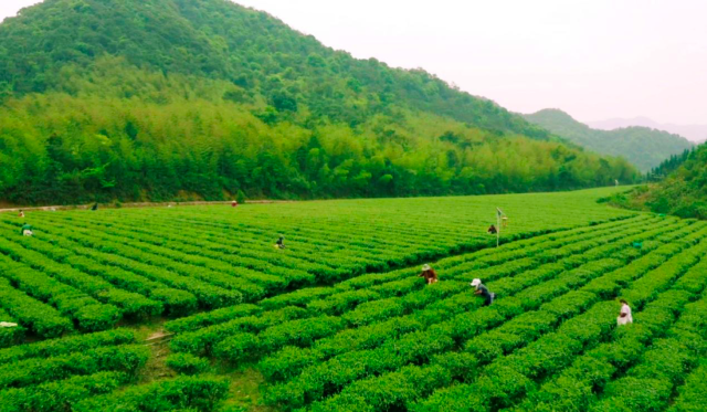 江苏富硒茶供应