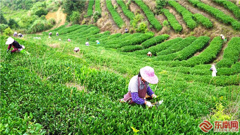 江苏富硒茶供应