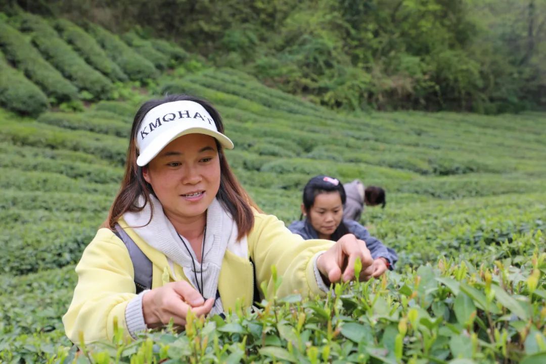 开阳富硒茶加工