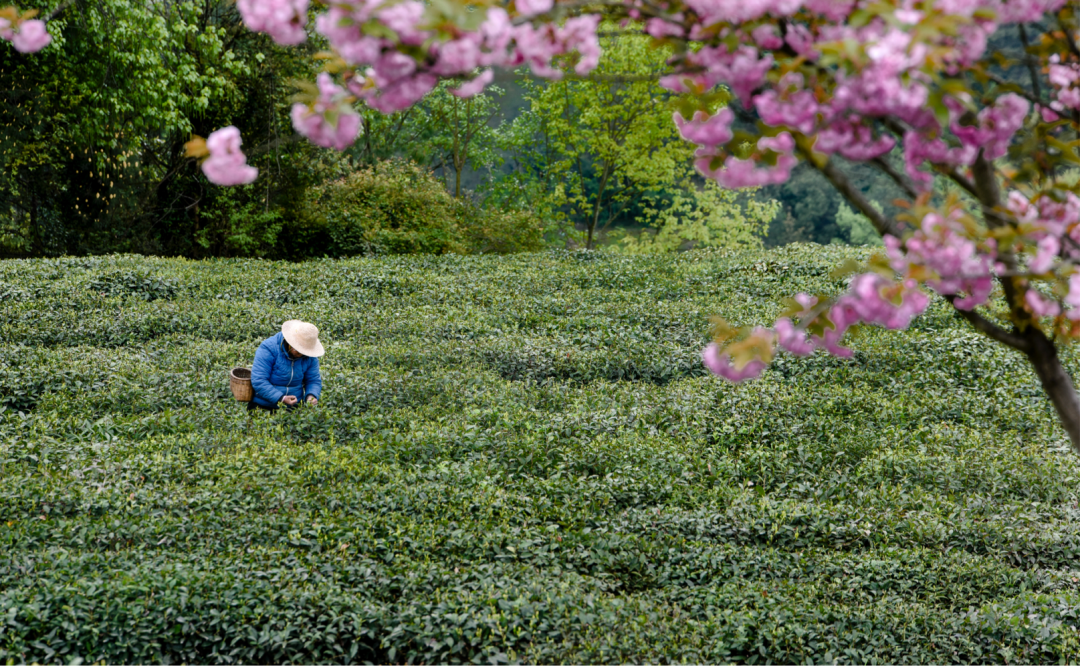 安康富硒茶之旅