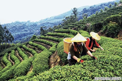 诏安富硒有机茶