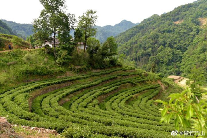 陕西银针富硒茶