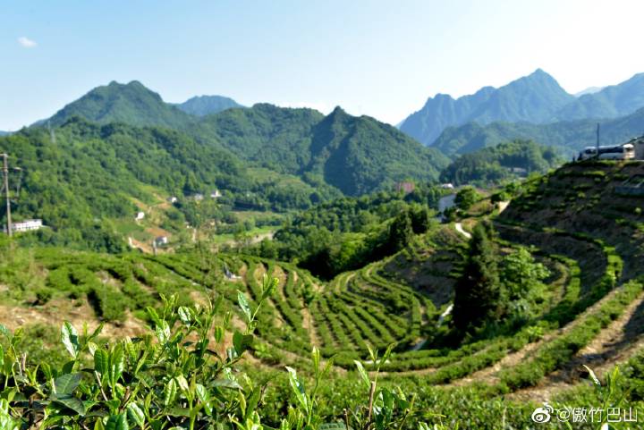 陕西银针富硒茶