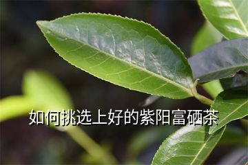 如何挑选上好的紫阳富硒茶