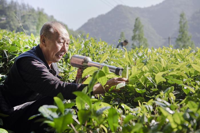 富硒茶产业扶持