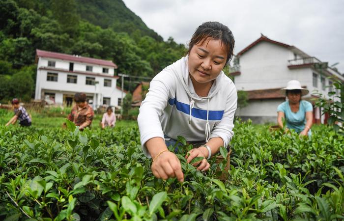 富硒茶产业扶持