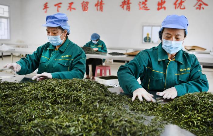 富硒茶产业扶持