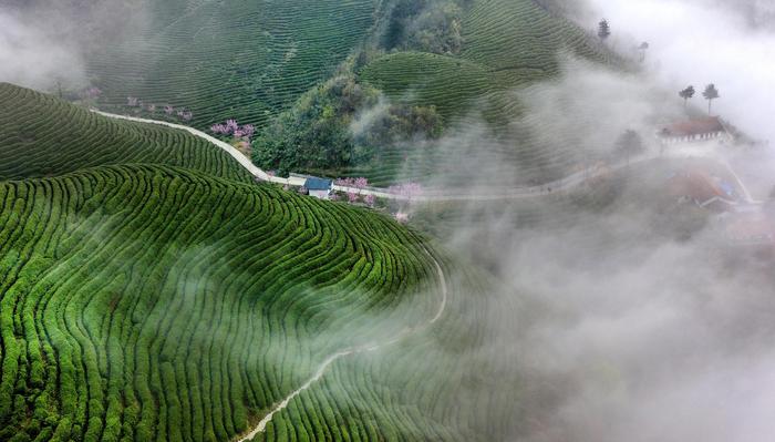 富硒茶产业扶持