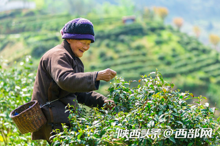 怎么辨认富硒茶