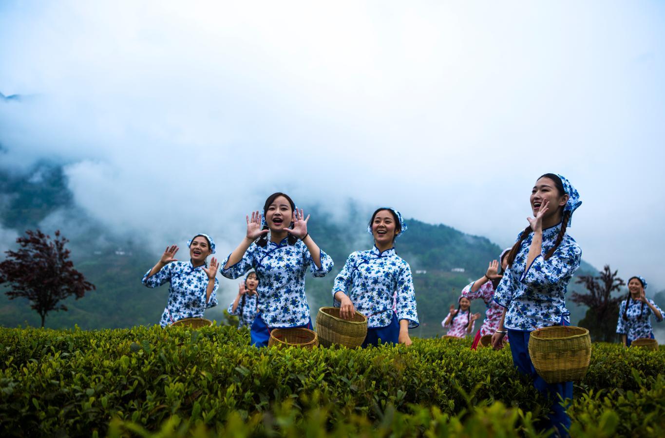 紫阳富硒茶晚会