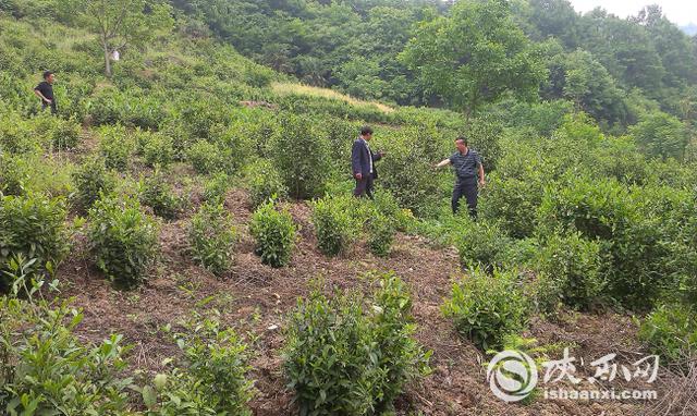 袁洪波：“办茶厂就是为了引领村民致富”