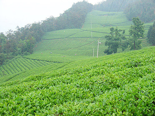 河北富硒茶加工