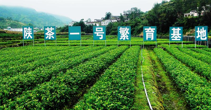 池州富硒有机茶