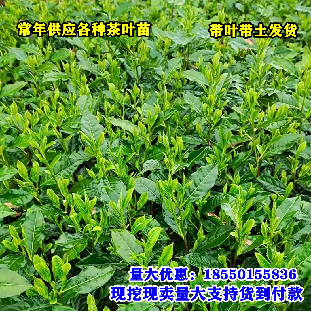 大山富硒茶标准