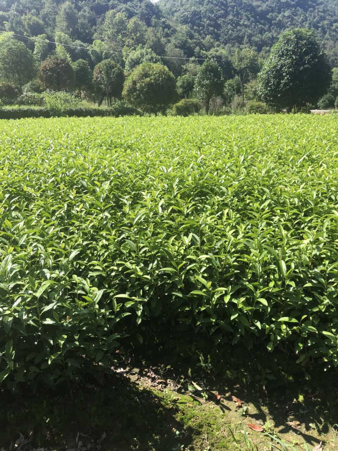 大山富硒茶标准