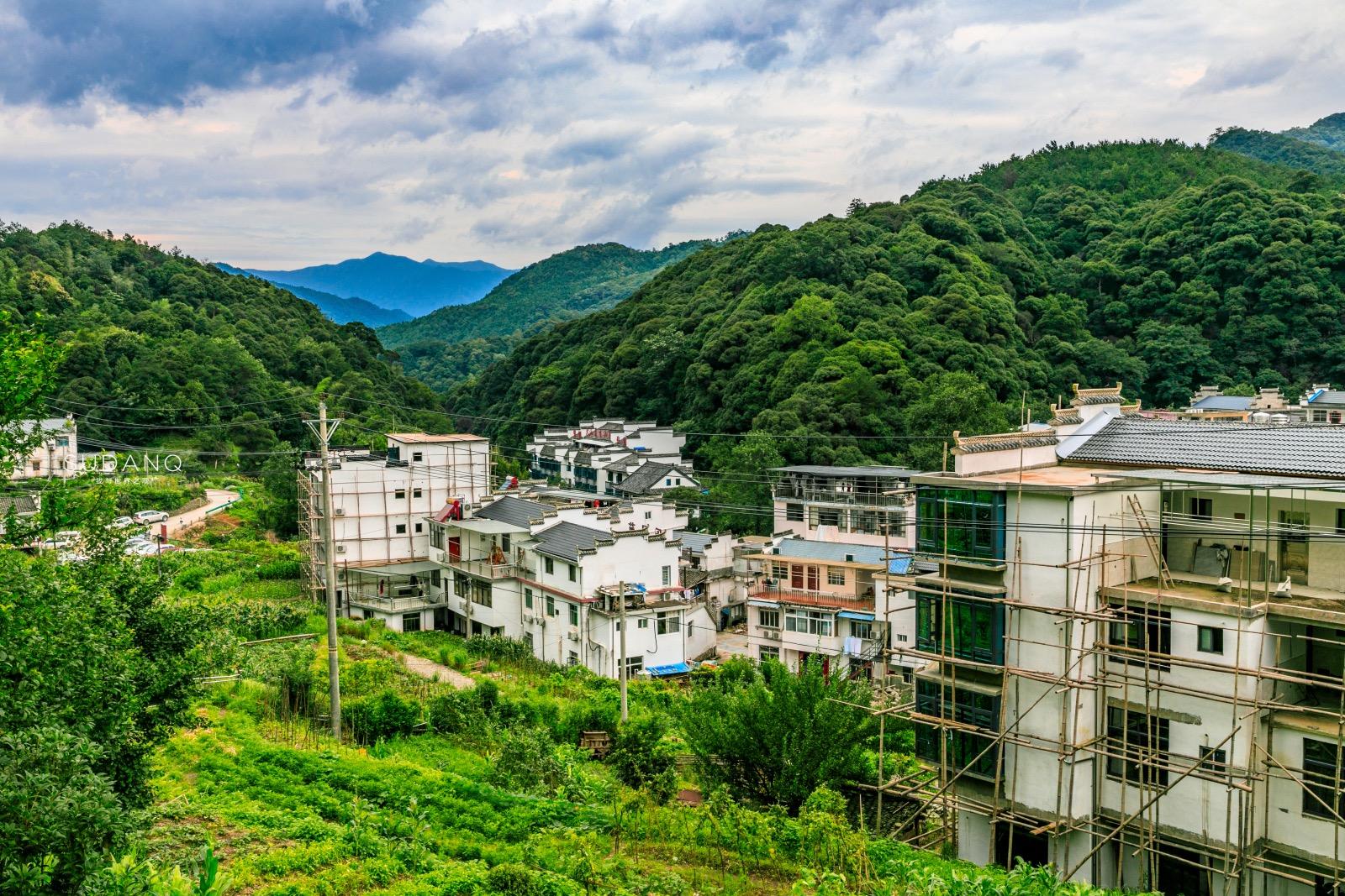 安徽野生富硒茶