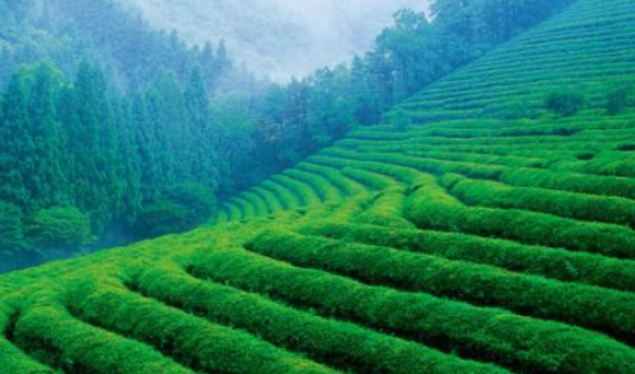 汉中紫阳富硒茶价格_紫阳富硒茶价格相关-陕西骉狼酒业有限公司