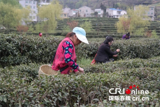 富硒茶和平茶叶