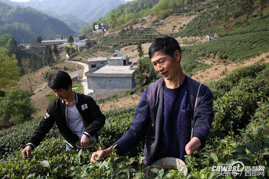 紫阳富硒茶小包