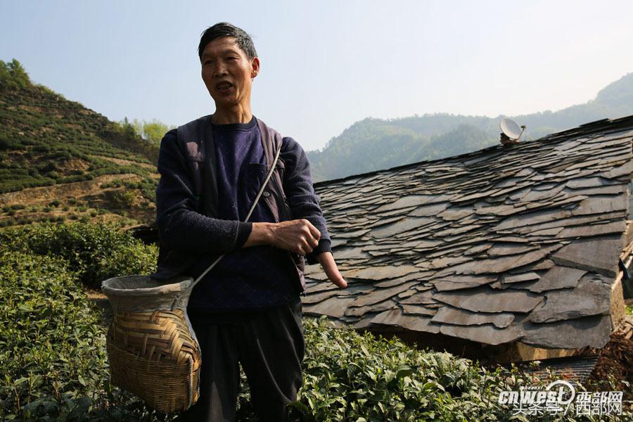 紫阳富硒茶小包