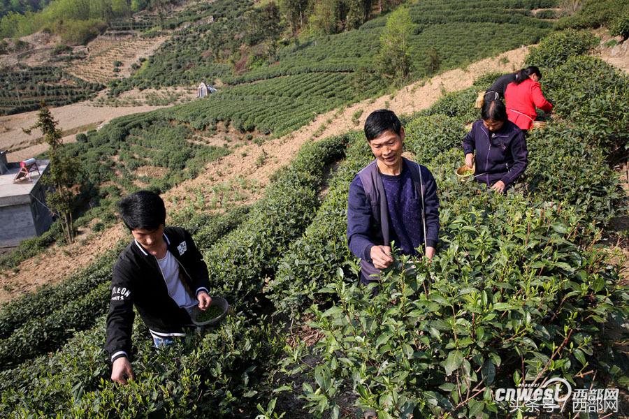 紫阳富硒茶小包