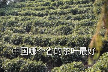 中国哪个省的茶叶最好