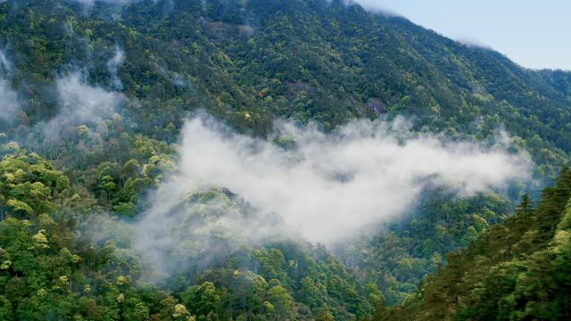 恩施毛峰富硒茶